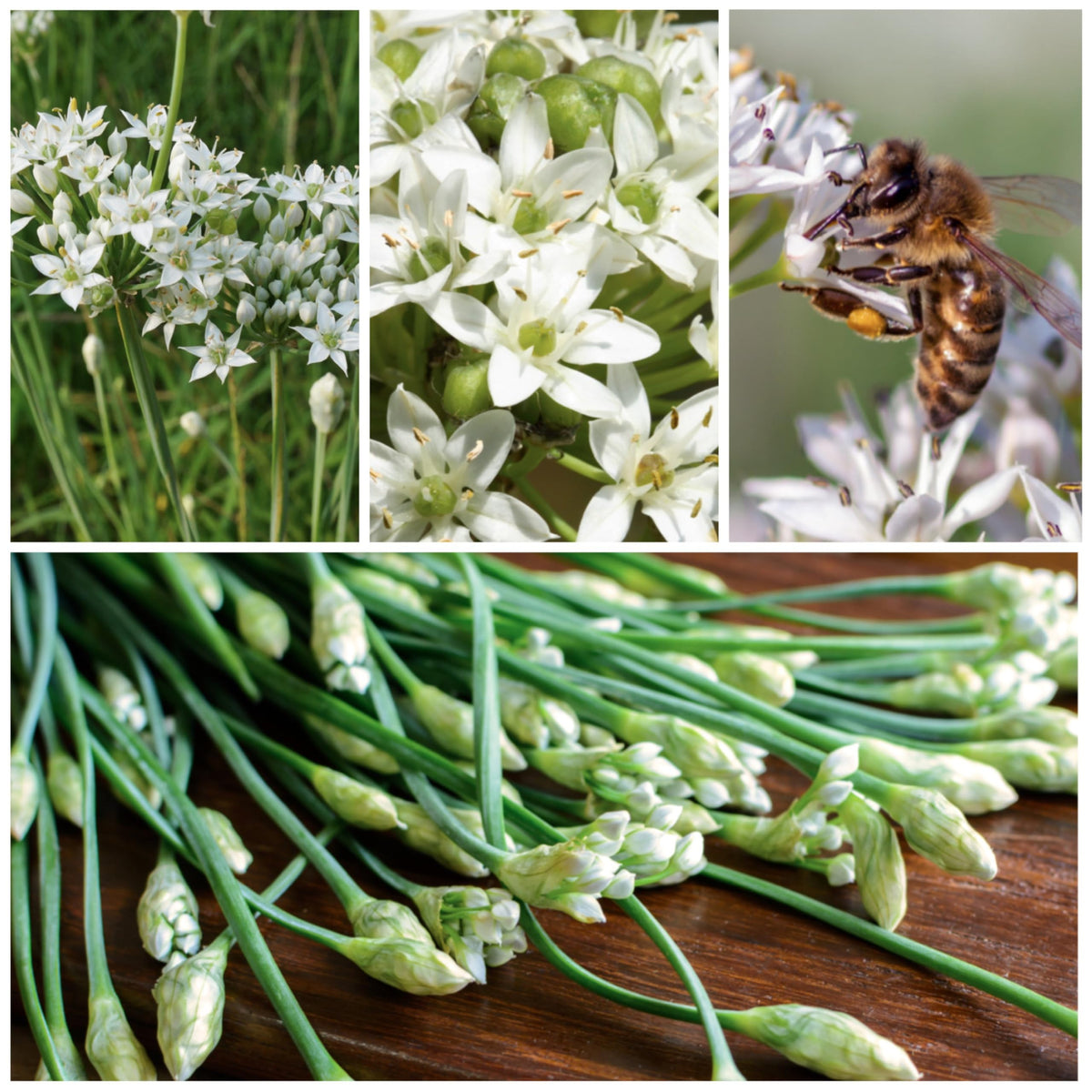 Garlic Chives Seeds to Plant Heirloom Non (2 Packs)