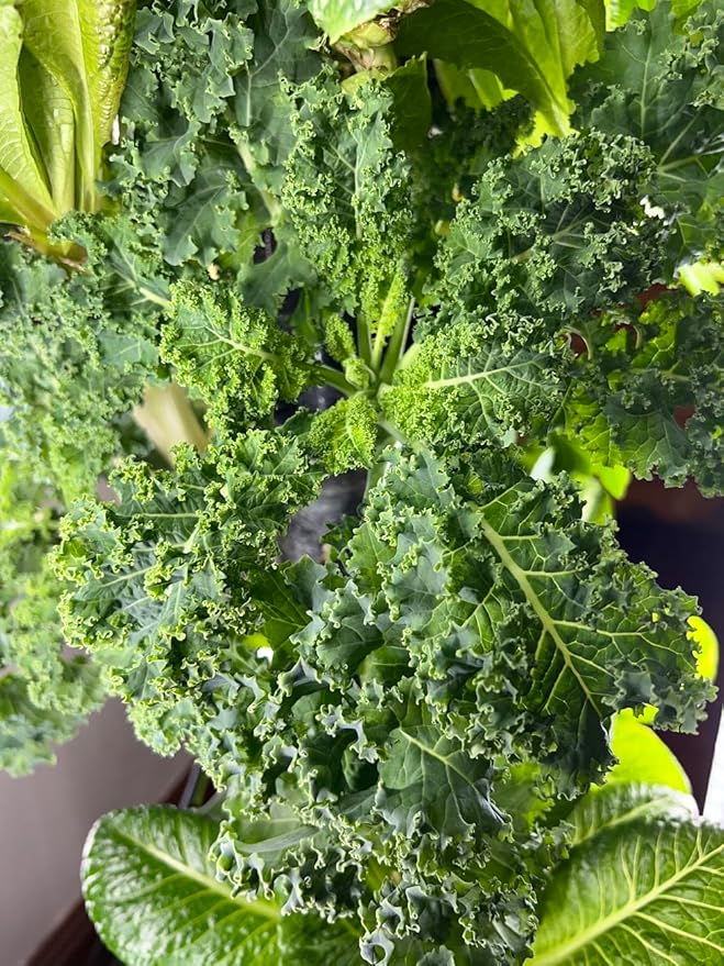 The Hydro Tower® Hydroponic Tower with Integrated Lighting and Watering Systems | Simple Setup | Easy Upkeep | Fast Growth (36 Plants)