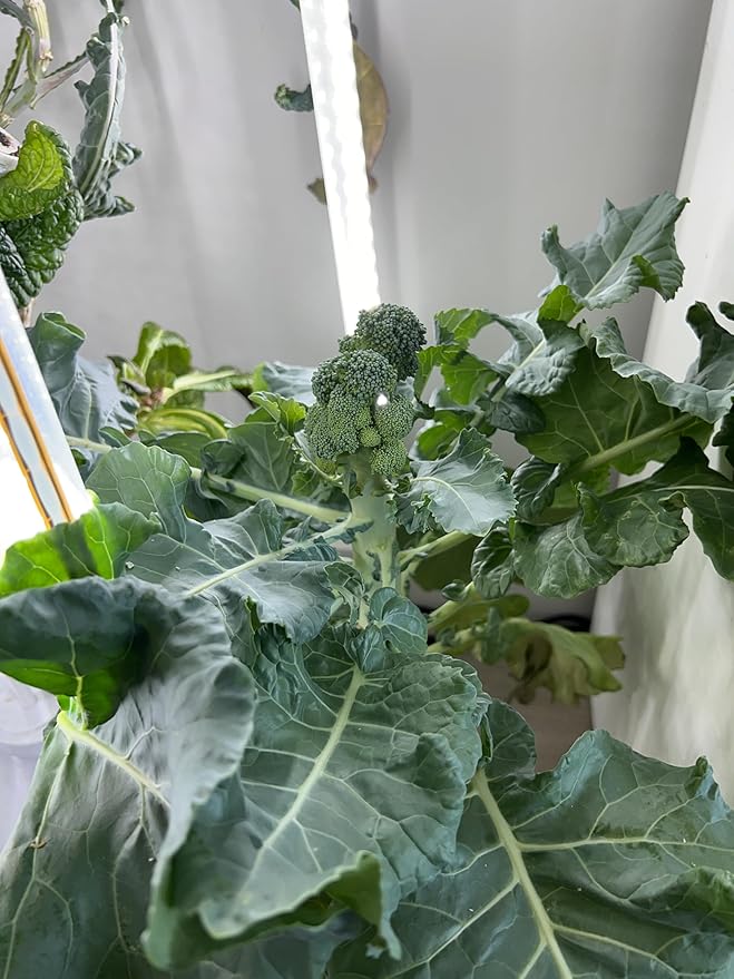 The Hydro Tower® Hydroponic Tower with Integrated Lighting and Watering Systems | Simple Setup | Easy Upkeep | Fast Growth (36 Plants)