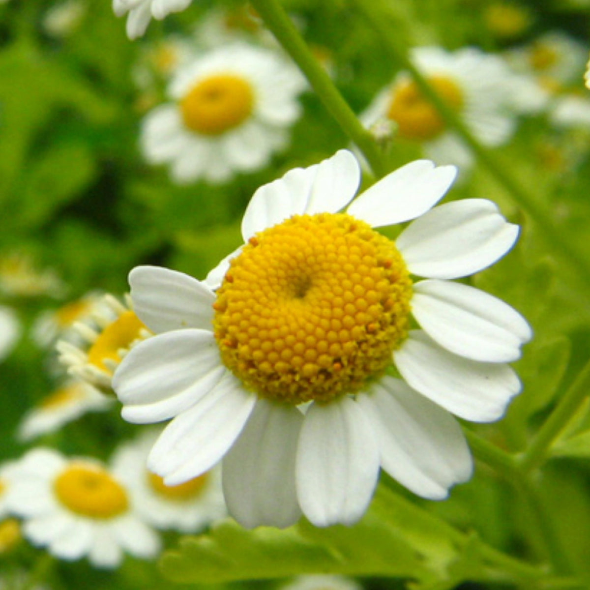 German Chamomile Seeds to Plant Heirloom Non (5 Packs)