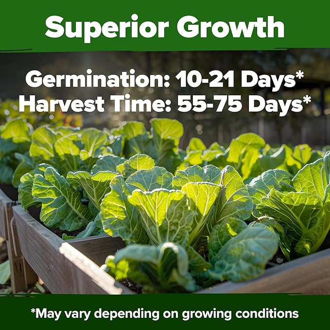 HOME GROWN Non GMO Collard Green Seeds - 300 Seeds for Fall Planting - High Germination Heirloom Vegetable Seeds, Vates Collard Greens Seed Pack (Brassica oleracea)
