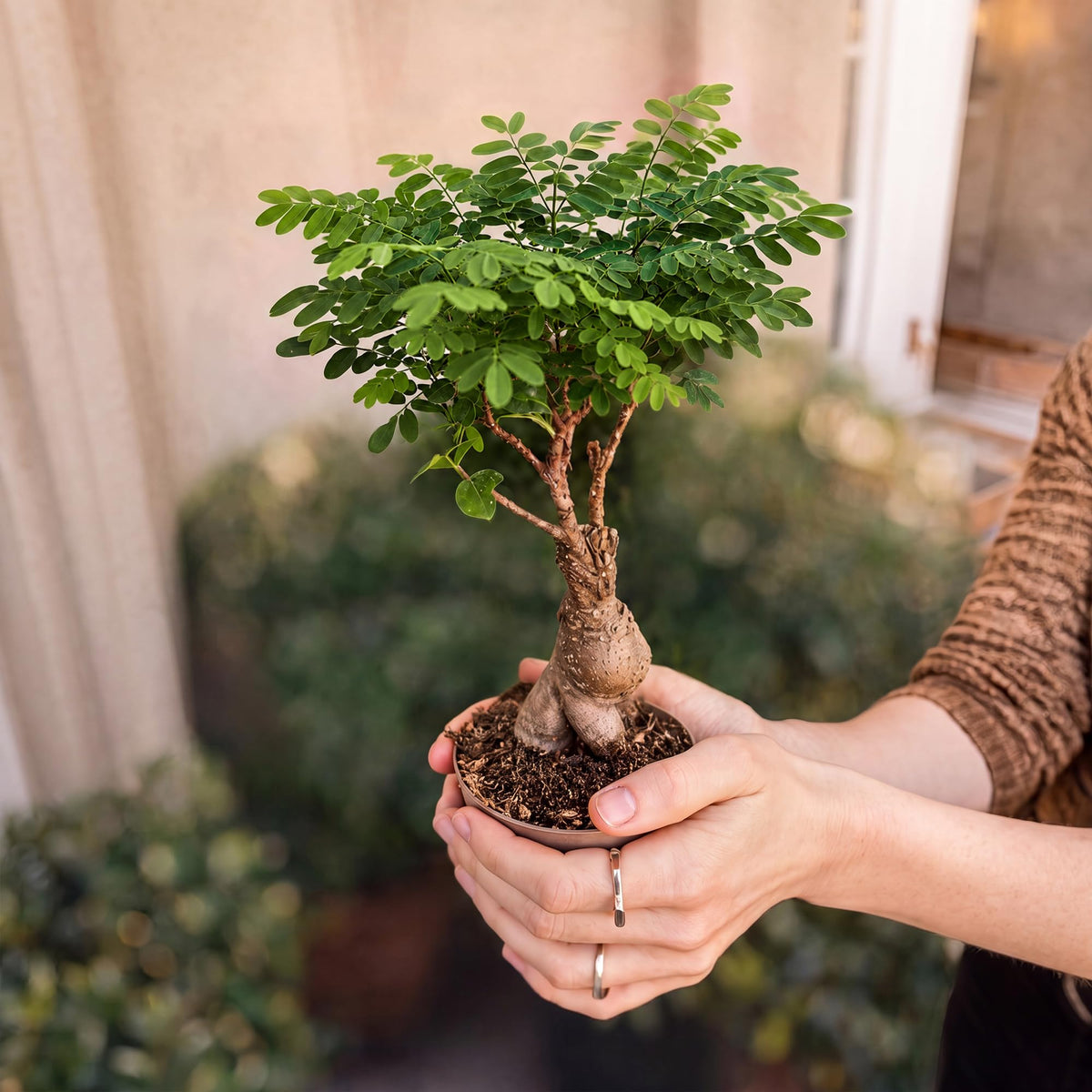 Bonsai Tree Kit Classic