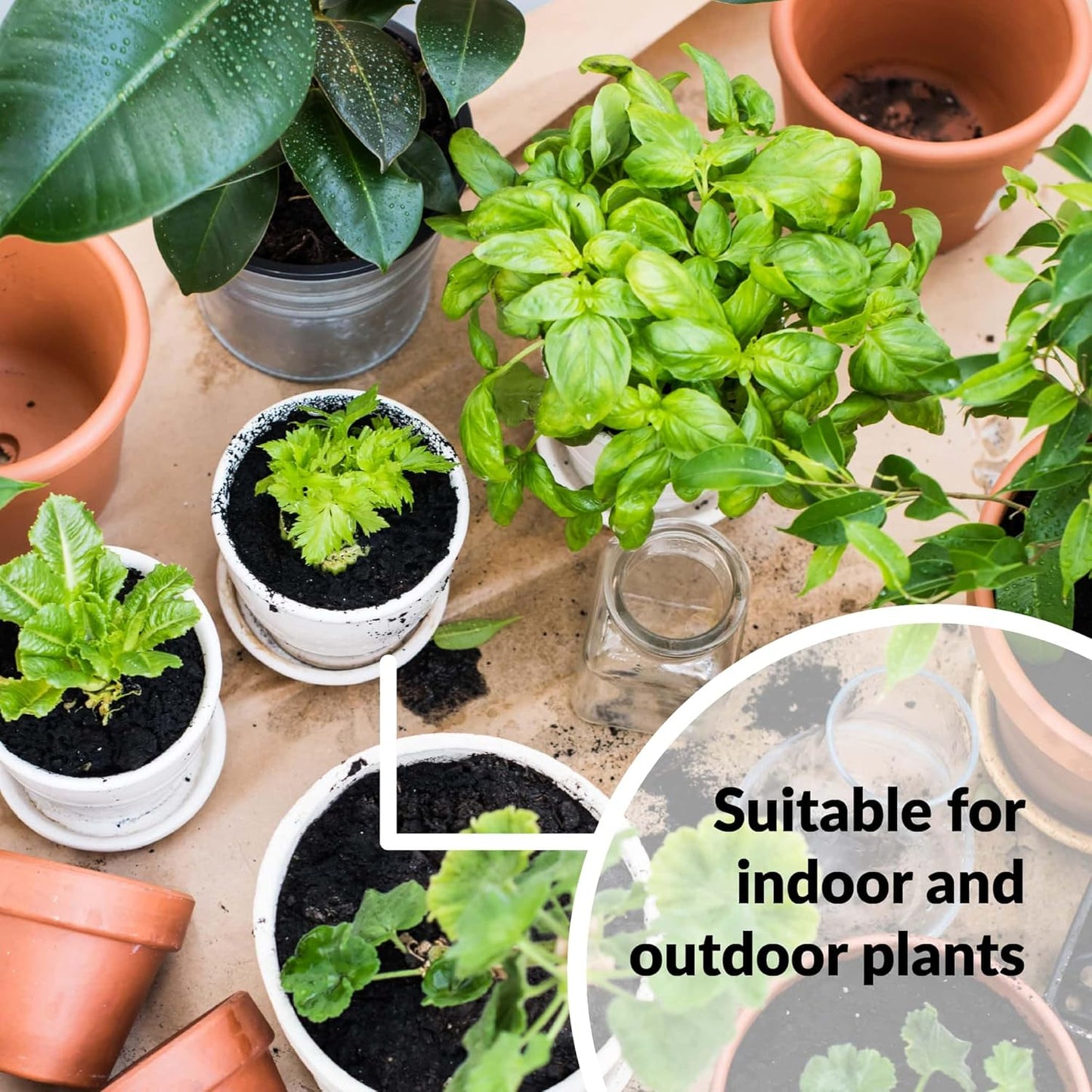 SUPERthrive Plant Vitamin Solution 1 pt + Organic 4-4-4 All-Purpose Fertilizer Set, 2 Pack