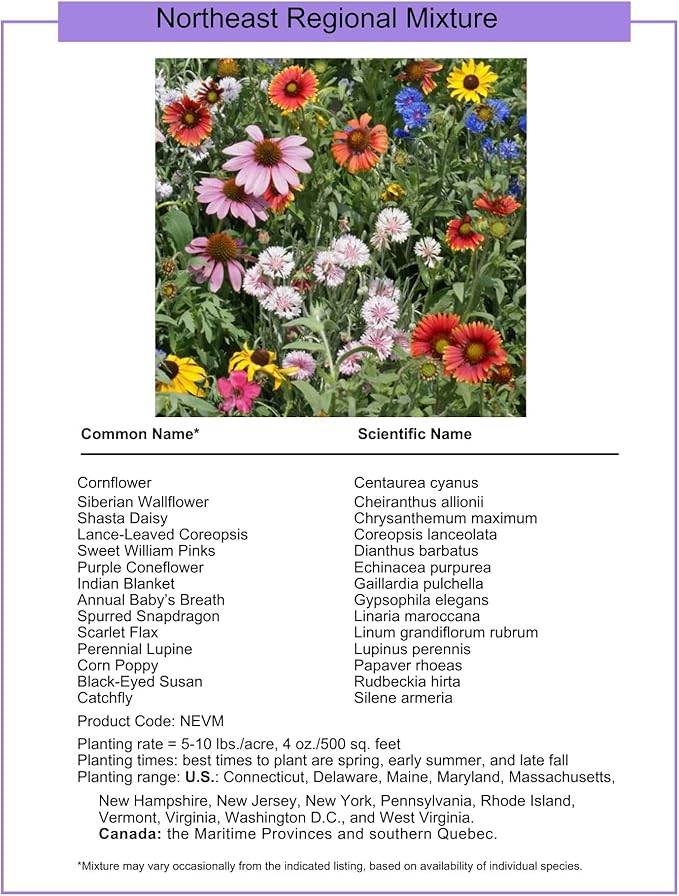 Northeast Regional Bulk Perennial Wildflower Seed Mix 1/4lb Covers 500sq-ft - Attract Pollinators, Multi-Color Blooms - Northeast US Species Plant in Spring/Fall - Earth-Friendly Packaging (1/4 Pound)