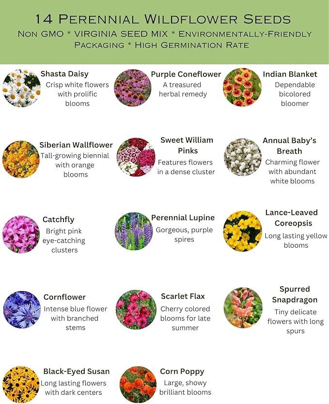 Virginia Bulk Perennial Wildflower Seed Mix 1lb Covers 2,000sq-ft - Attract Pollinators, Multi-Color Blooms - Northeast US Species Plant in Spring/Fall - Earth-Friendly Packaging (1/4 Pound)