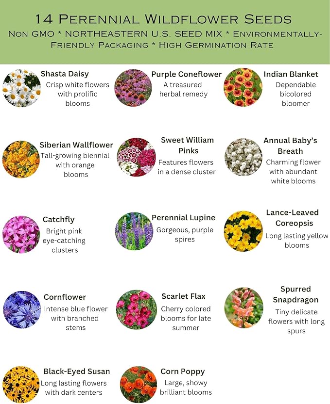 Northeast Regional Bulk Perennial Wildflower Seed Mix 1/4lb Covers 500sq-ft - Attract Pollinators, Multi-Color Blooms - Northeast US Species Plant in Spring/Fall - Earth-Friendly Packaging (1/4 Pound)