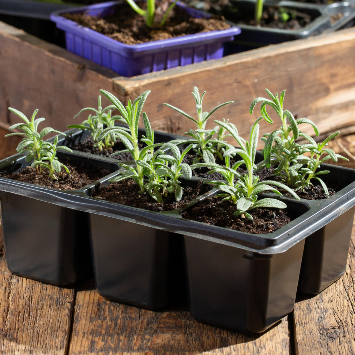 Rosemary Seeds to Plant Heirloom Non (5 Packs)
