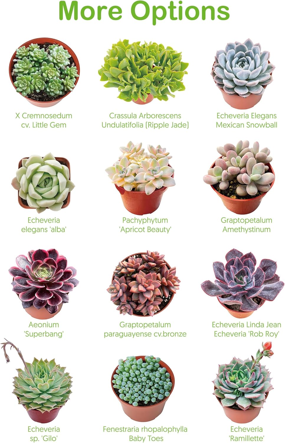 Live Succulent Plants Aeonium 'Dark Sea', Easy Care Potted Succulents, Approx 4" D x 8" H, Indoor Houseplant, Unique Gifts, Home Office Décor