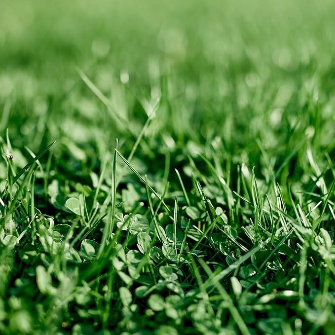Ferry Morse Grass Seed Mix - Low Maintenance, Non-GMO, EcoEase Microclover & Fescue - 2 lb Bags