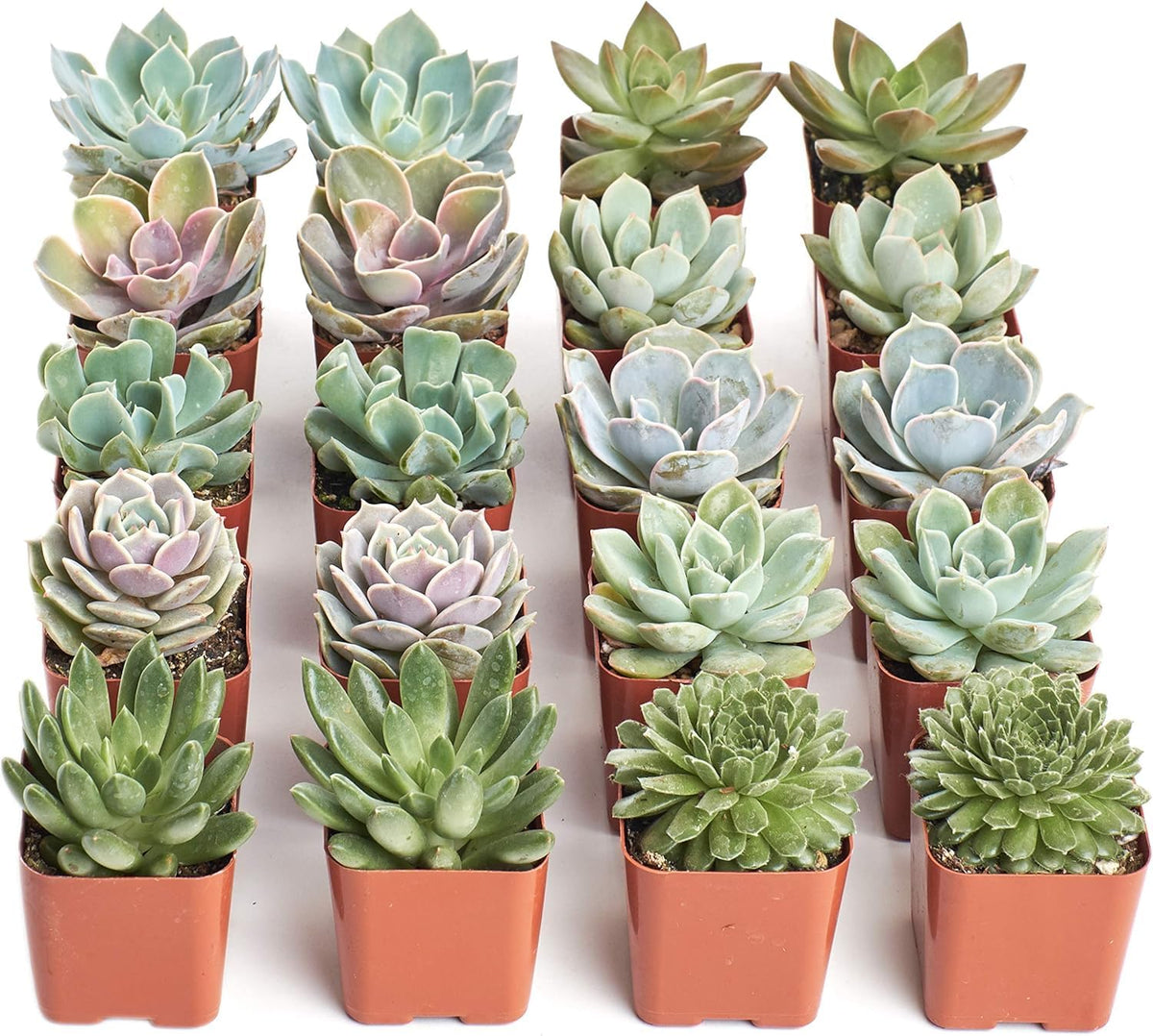 Wild Rosette Succulent Plant Pack (256 Pack)