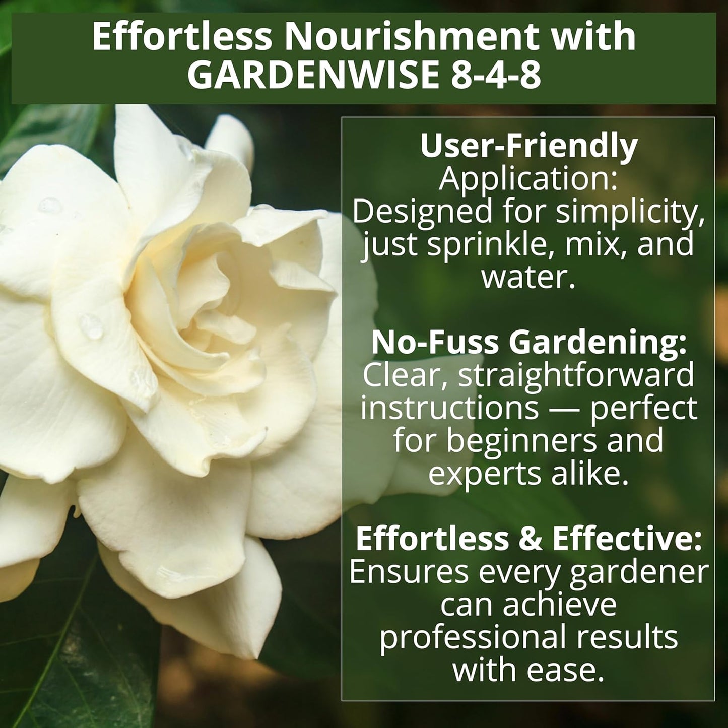 8-4-8 Acidic Fertilizer for Azaleas, Camellias (Camelia), Hydrangeas, Blueberries, Gardenias, Magnolia Trees, Evergreens, and Rhododendrons - Ideal Iron-Rich Plant Food (12 OZ)