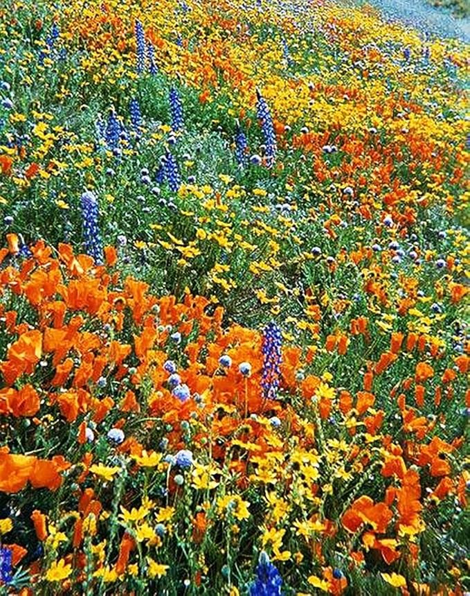California Native Mixed Wildflowers - 10,000 Seeds Approximately