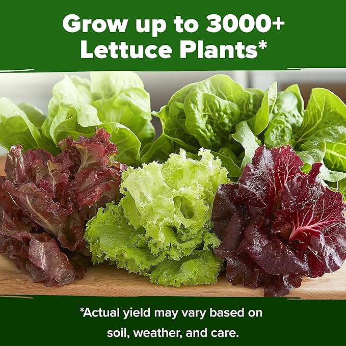 HOME GROWN 5 Lettuce Seed Pack 3950 Heirloom Vegetable Seeds for Indoor, Outdoor, or Hydroponic Growing Black Seeded Simpson, Red Romaine, Bibb, Buttercrunch, Iceberg Varieties (Lactuca Sativa)