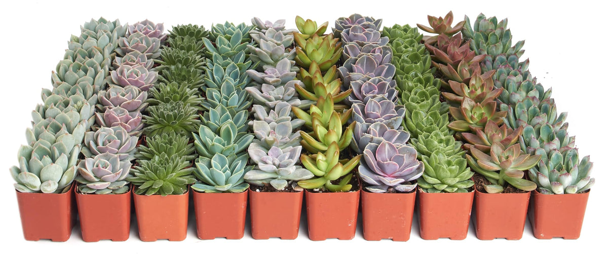 Rosette Succulent Plant Pack Collection (100 Count)