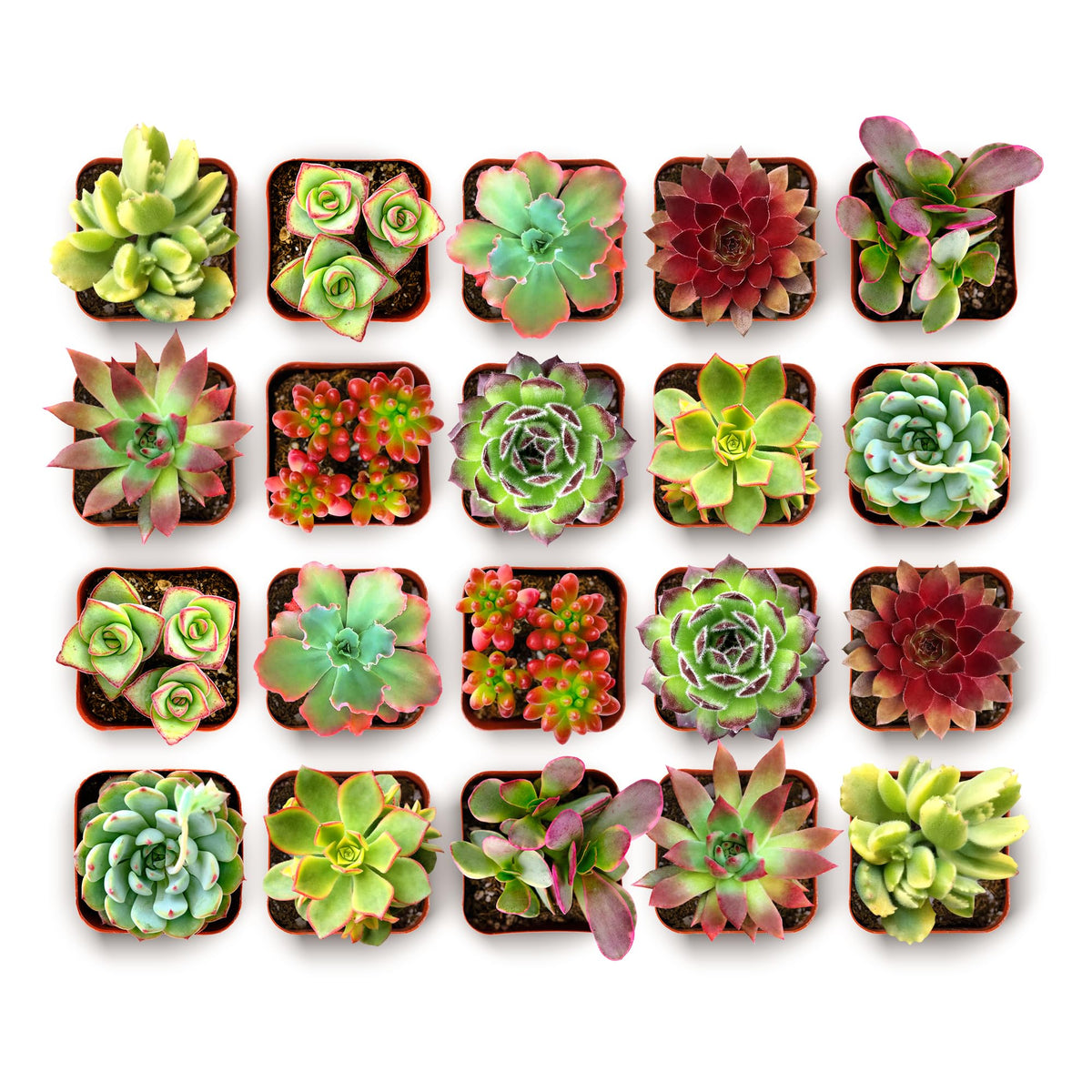 Spring Beauties Bulk Succulent Plant Pack (40 Pack)