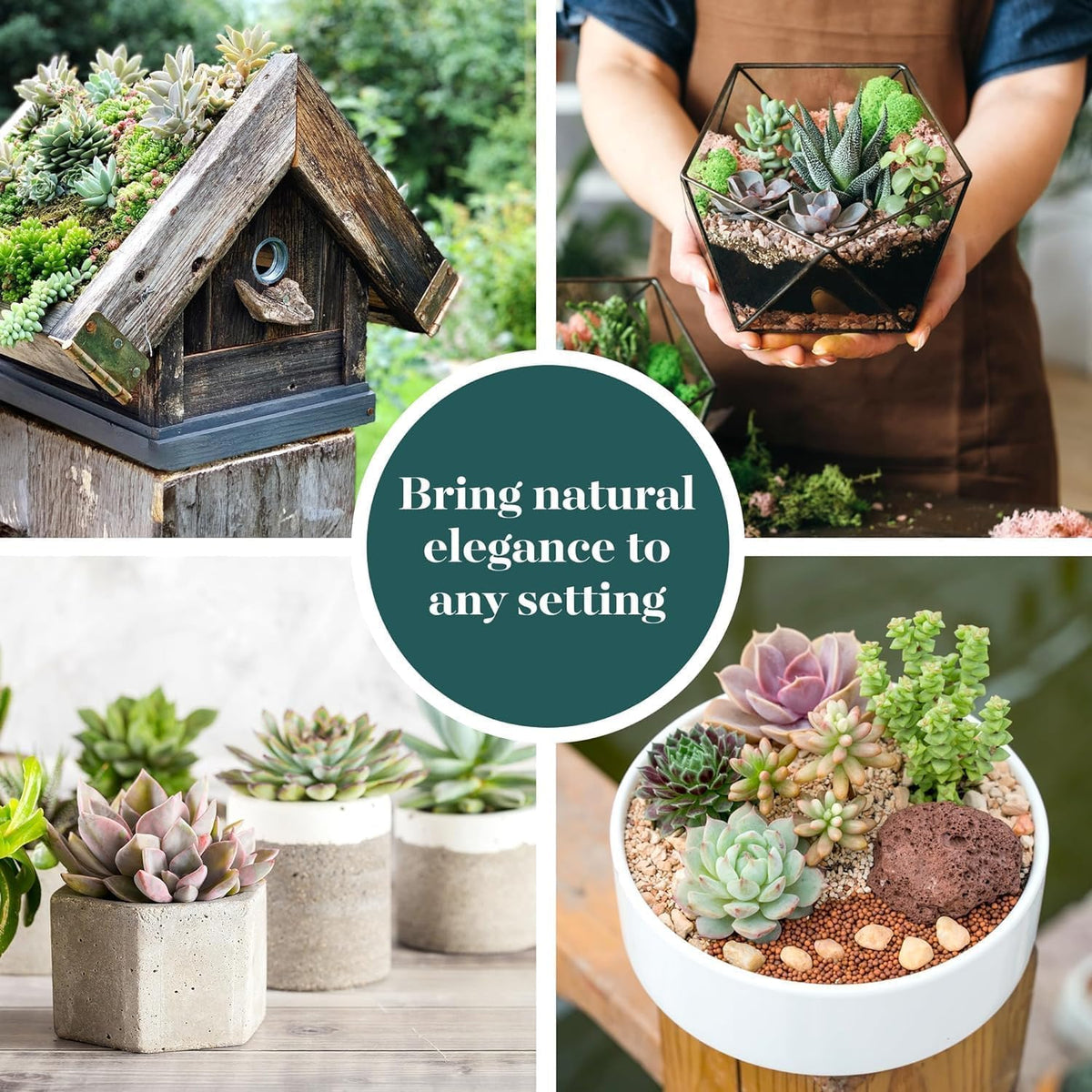 Colorful Succulent Plant Pack 2" Grow Pot Pack of 20 (20 Count)