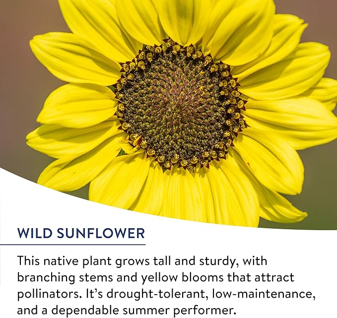 Burpee Wildflower Seeds American Wild | 25,000 Bulk Seeds, Multi, 1 Bag | 13 Varieties of Non-GMO Flower Seeds| Covers 1,000 Sq. Ft.