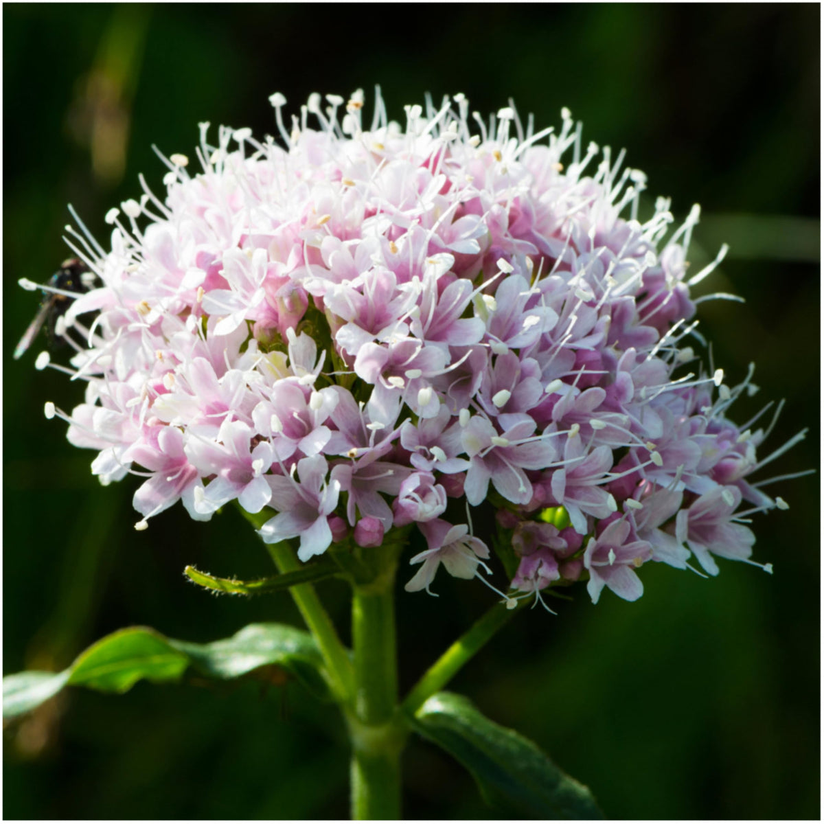 Valerian Seeds to Plant Heirloom Non (2 Packs)