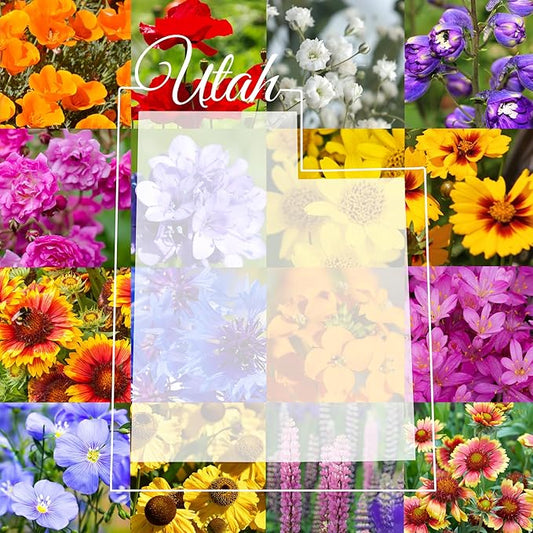 Utah Wildflower Seed Mix, 1 lb Covers 3,200 sq ft, Multi-Color Blooms, Spring and Fall Planting (1/2 Pound)