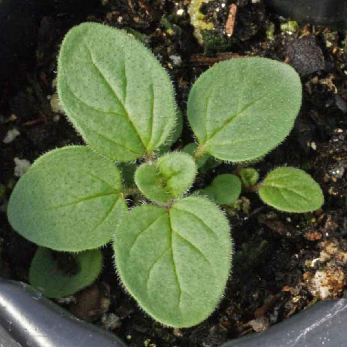 Italian Oregano Seeds to Plant Heirloom Non (5 Packs)