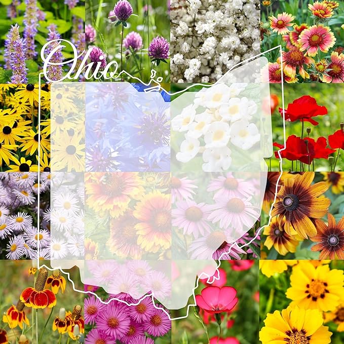 Ohio Bulk Perennial Wildflower Seed Mix 1lb Covers 2,000sq-ft - Attract Pollinators, Multi-Color Blooms - Midwest US Species Plant in Spring/Fall - Earth-Friendly Packaging (1/2 Pound)