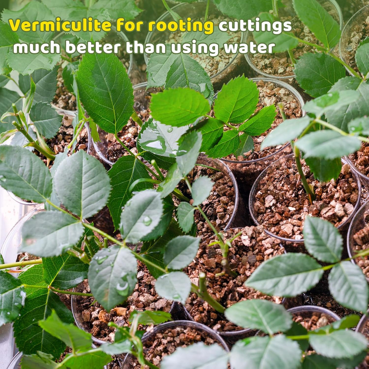 Vermiculite for Gardening 4qt, Horticultural Sand Perfect for Seed Starter or Propagation by Cutting, Soil Addictive for Aeration and Moisture Retention