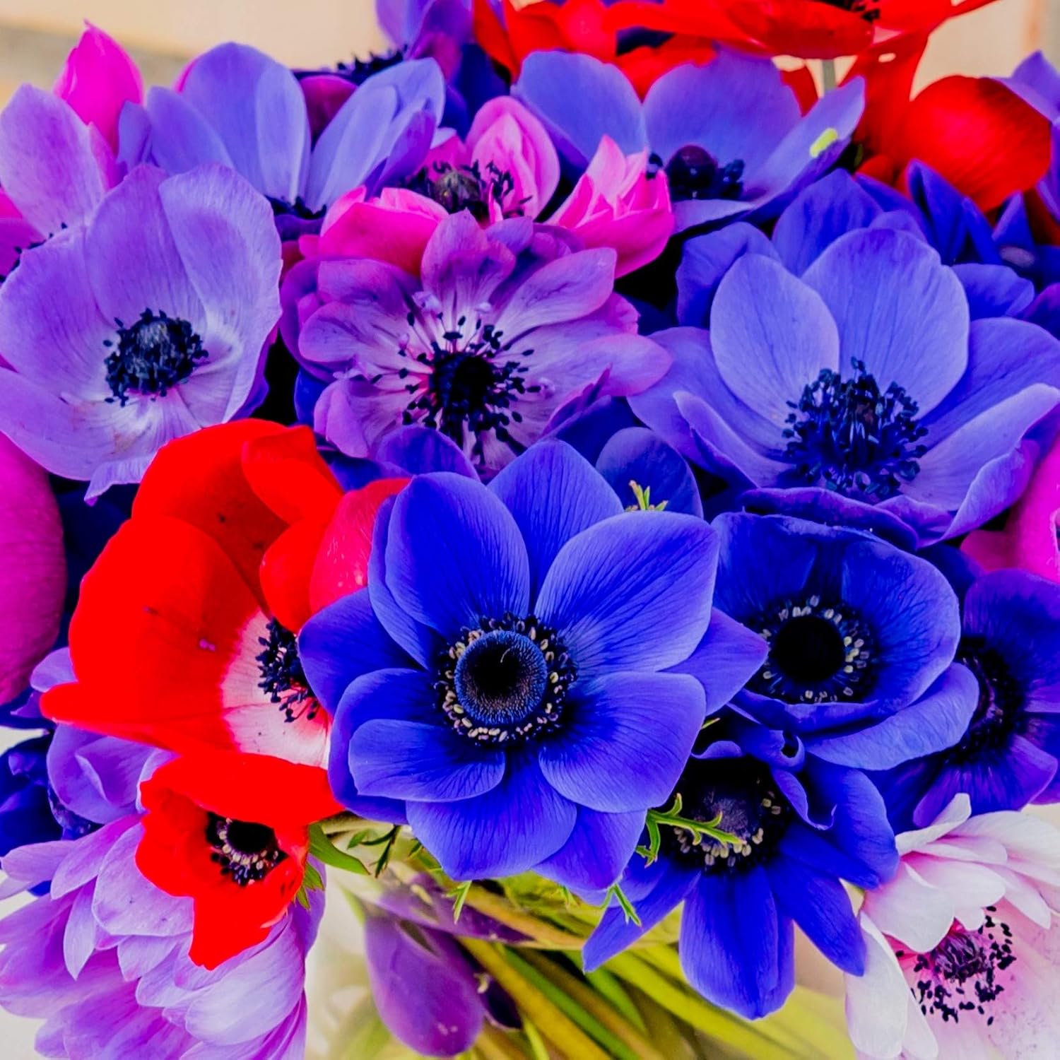 Easy to Grow Bulbs Anemone Monarch de Caen Mix - Thumbnail 2