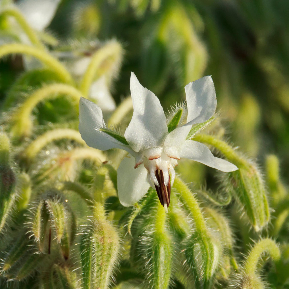 Herb Seeds to Plant White Borage Heirloom Non (5 Packs)