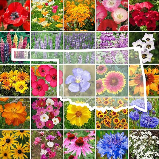 Eden Brothers Oklahoma Wildflower Mixed Seeds for Planting, 1 oz, 30,000+ Seeds with Lupine, WallFlower | Attracts Pollinators, Plant in Spring or Fall, Zones