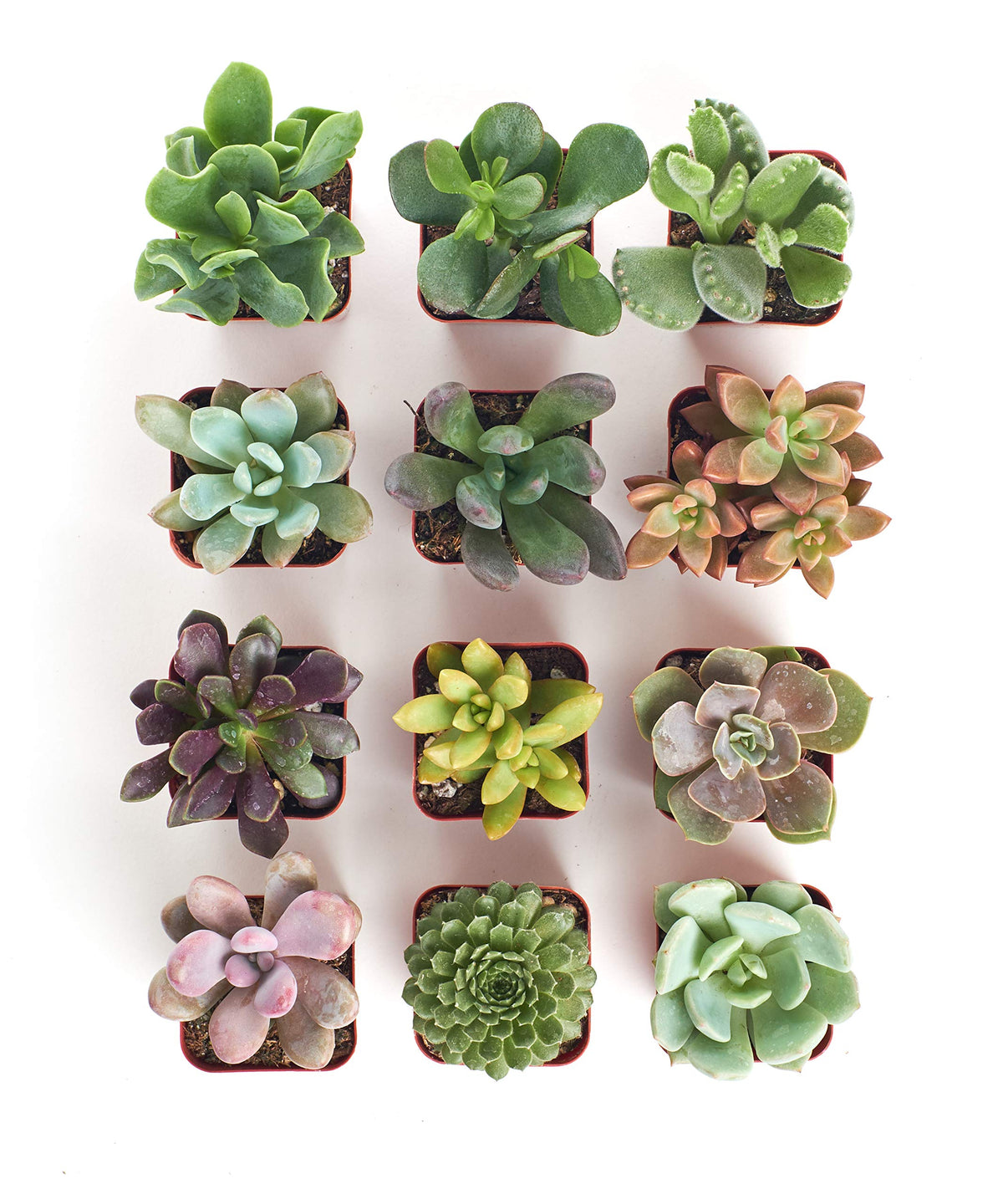Unique Succulent Plant Pack Collection (12 Count)
