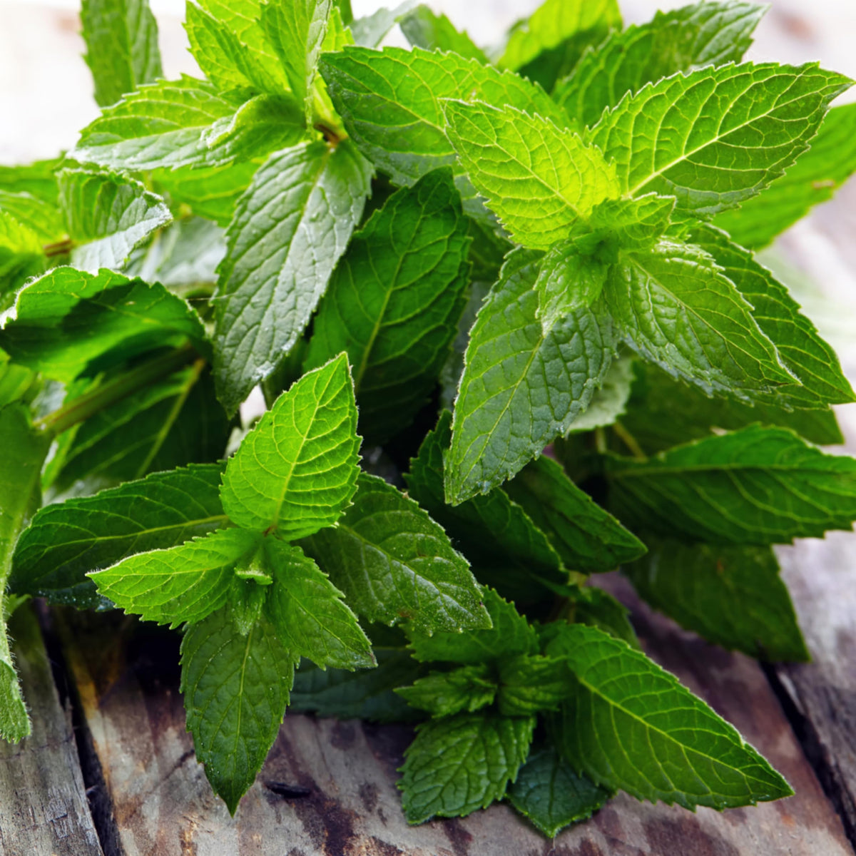 Peppermint Seeds to Plant Heirloom Non (2 Packs)