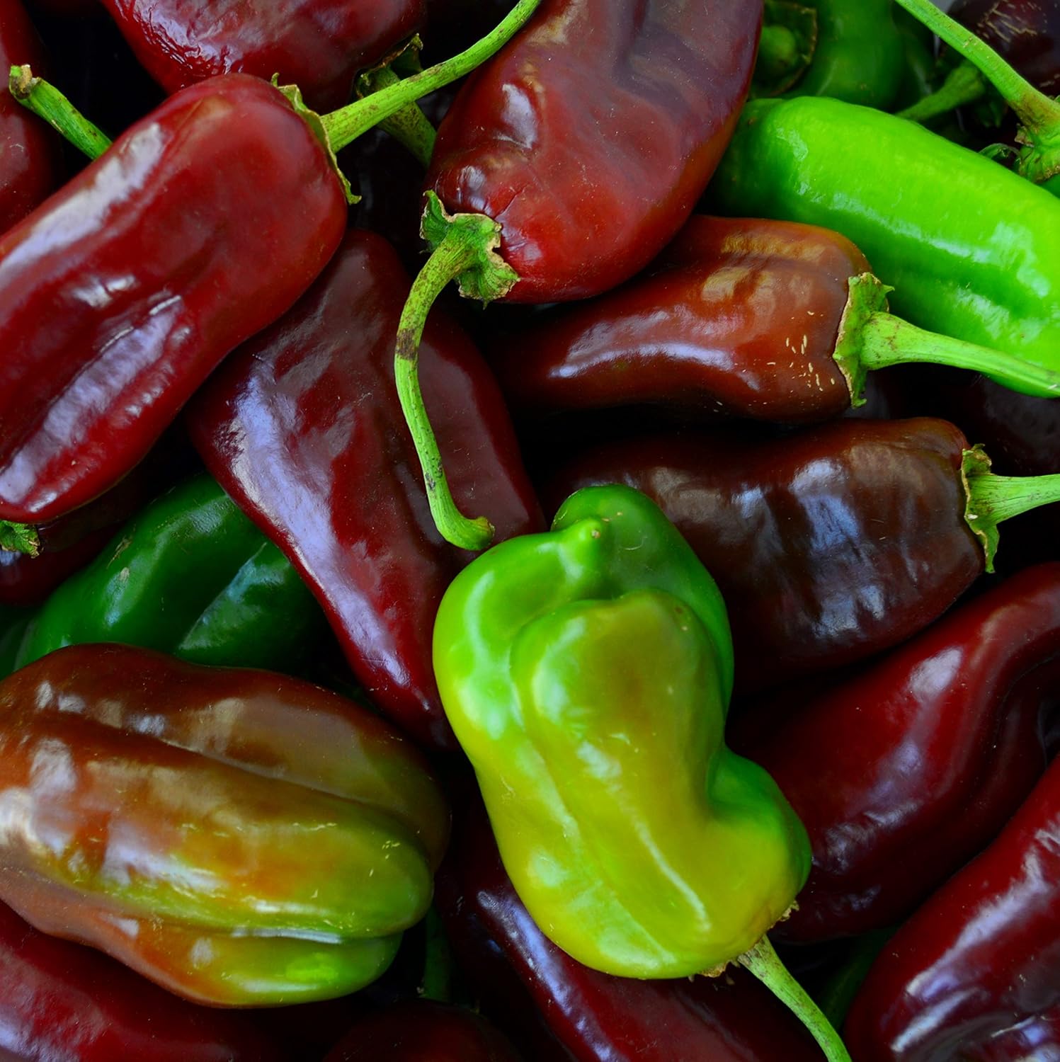 Thresh Seed Co. Sweet Chocolate Pepper