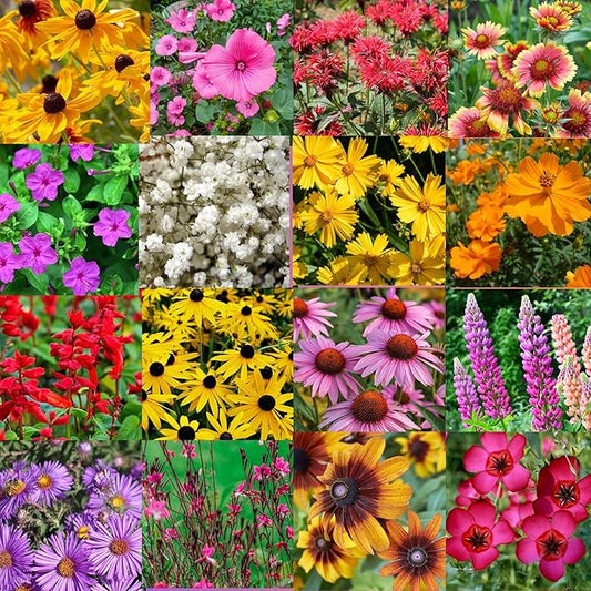 Southeastern US Bulk Perennial Wildflower Seed Mix 1lb Covers 2,000sq-ft - Attract Pollinators, Multi-Color Blooms - Southeast US Species Plant in Spring/Fall, Earth-Friendly Packaging (1 Pound)