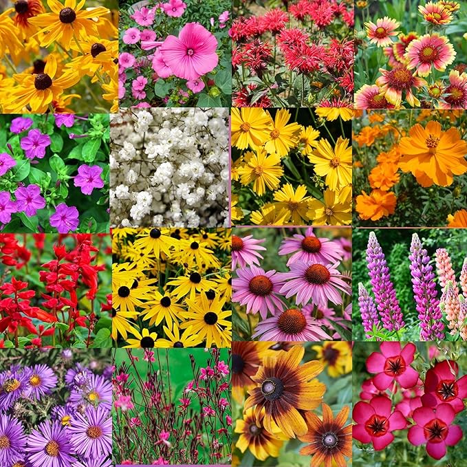 Southeastern US Bulk Perennial Wildflower Seed Mix 1lb Covers 2,000sq-ft - Attract Pollinators, Multi-Color Blooms - Southeast US Species Plant in Spring/Fall, Earth-Friendly Packaging (1/4 Pound)