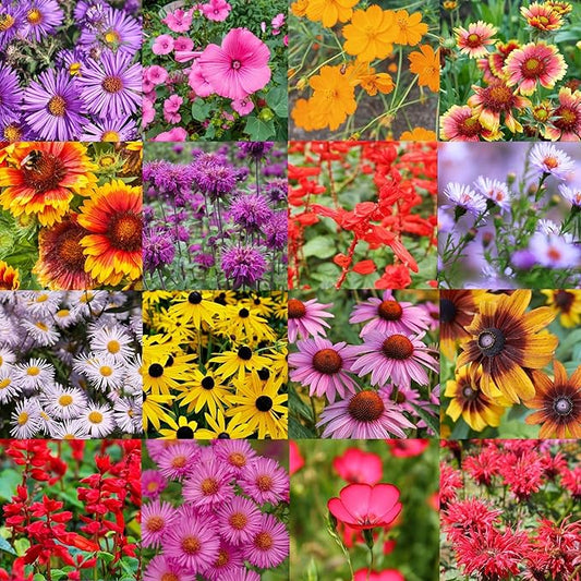 Northeast Regional Bulk Perennial Wildflower Seed Mix 1/2lb Covers 1,000sq-ft - Attract Pollinators, Multi-Color Blooms - Northeast US Species Plant in Spring/Fall - Earth-Friendly Packaging (1/2 LB)