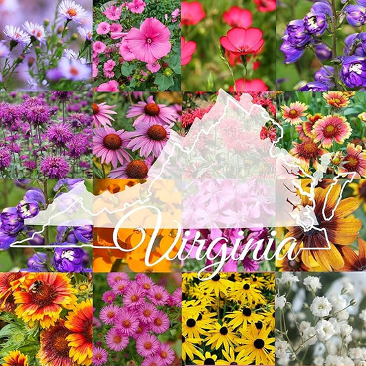 Virginia Bulk Perennial Wildflower Seed Mix 1lb Covers 2,000sq-ft - Attract Pollinators, Multi-Color Blooms - Northeast US Species Plant in Spring/Fall - Earth-Friendly Packaging (1/2 Pound)
