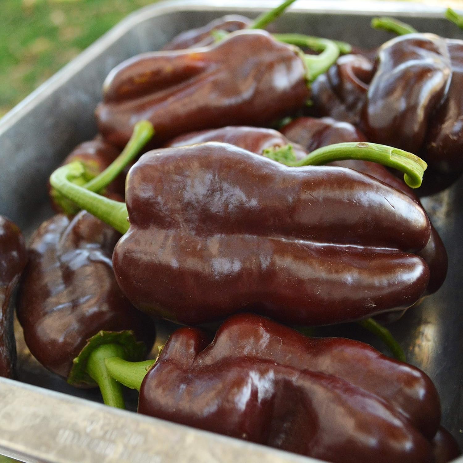 Thresh Seed Co. Sweet Chocolate Pepper - Thumbnail 2