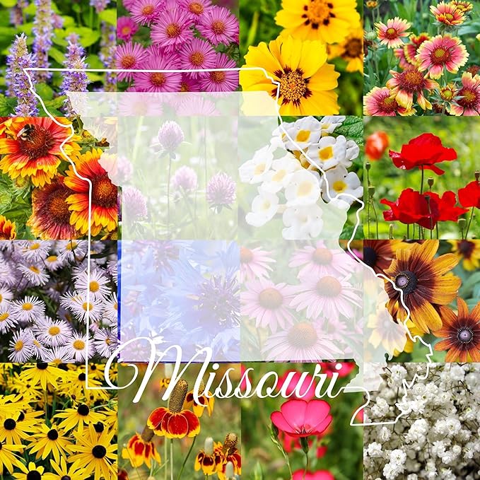 Missouri Bulk Perennial Wildflower Seed Mix 1lb Covers 2,000sq-ft - Attract Pollinators, Multi-Color Blooms - Midwest US Species Plant in Spring/Fall - Earth-Friendly Packaging (1 Pound)