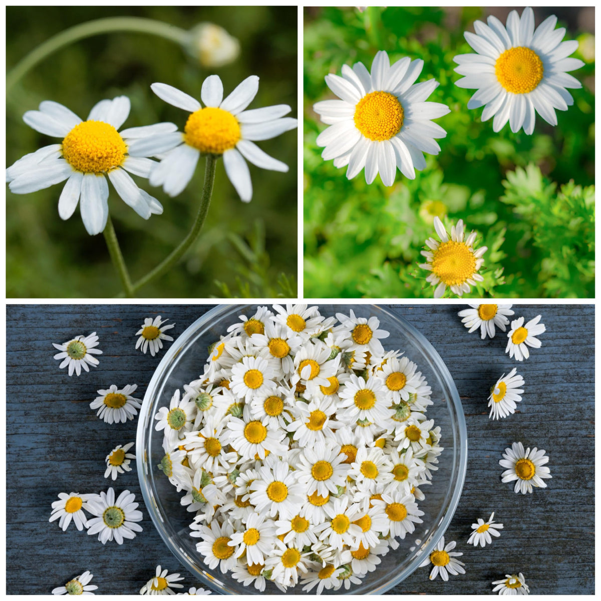 Roman Chamomile Seeds to Plant Heirloom Non (2 Packs)
