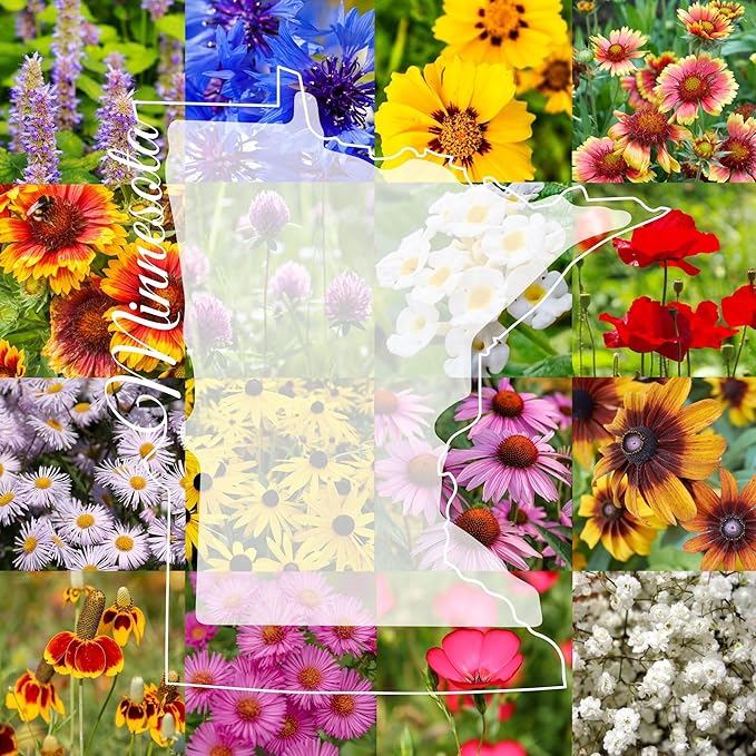 Minnesota Bulk Perennial Wildflower Seed Mix 1lb Covers 2,000sq-ft - Attract Pollinators, Multi-Color Blooms - Midwest US Species Plant in Spring/Fall - Earth-Friendly Packaging (1 Pound)