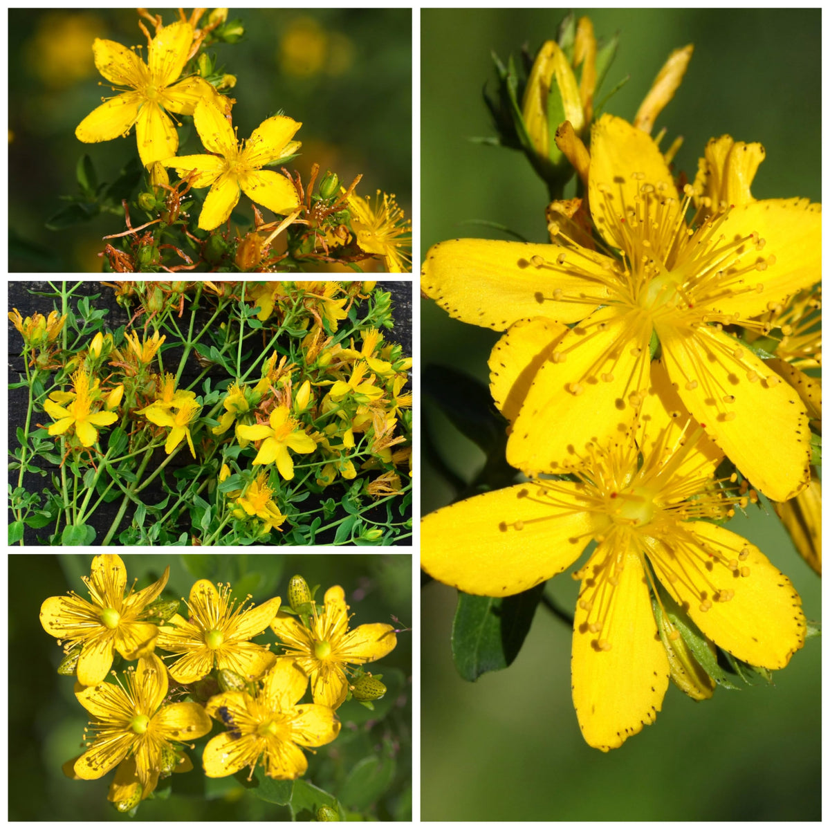 St. Johns Wort Seeds to Plant Heirloom Medicinal Herbs 2 Packs (2 Packs)