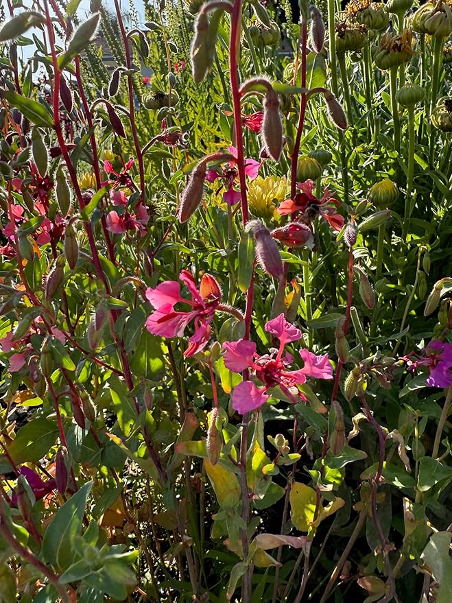 Plant Good Seed California Native Wildflower Mix Seeds for Planting: Easy to Grow Annual Flowers, Poppy, Tidytips, Lupine, Clarkia, Phacelia - 30,000 Seed Packet