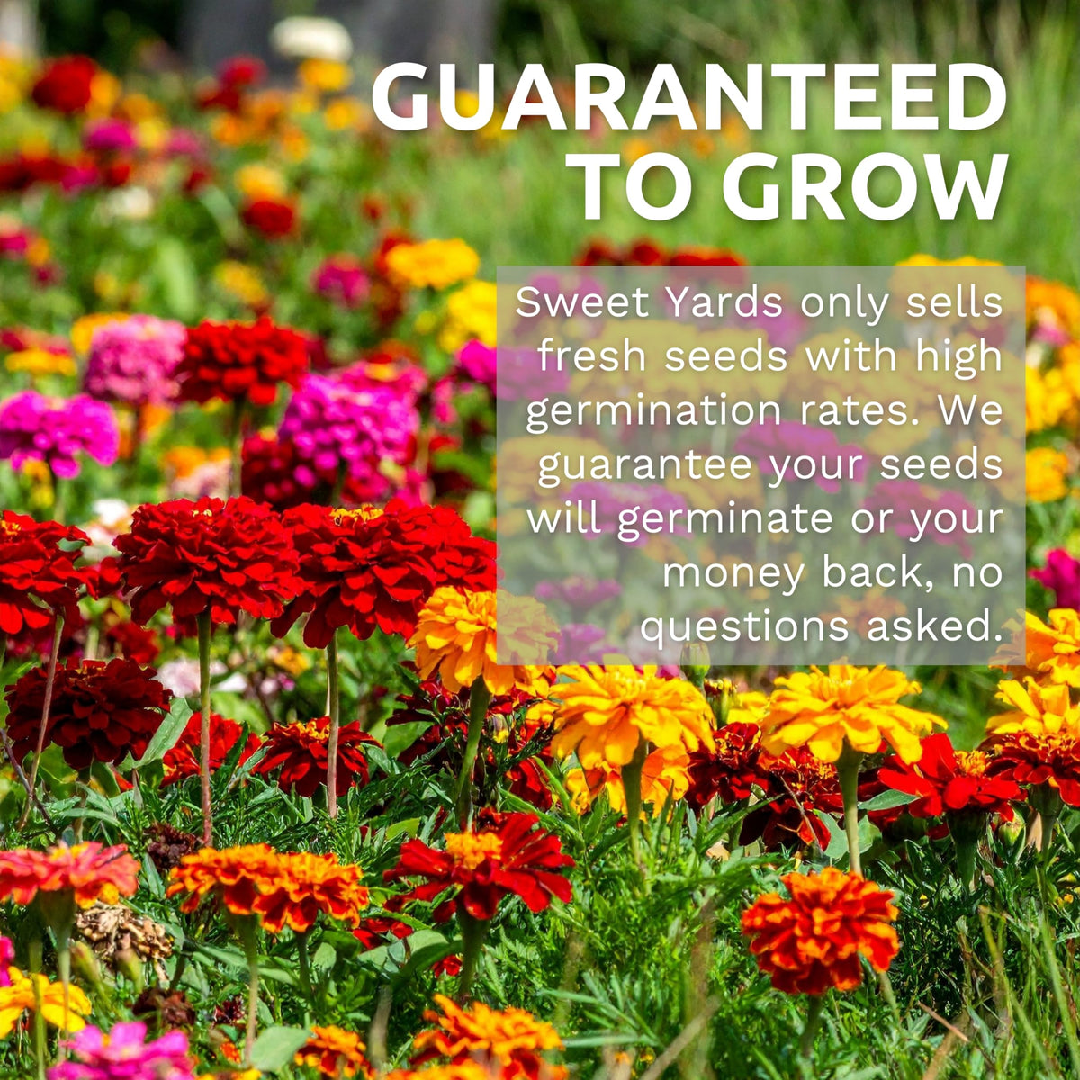 Drought Tolerant Wildflowers Mix (1 lb Bag)