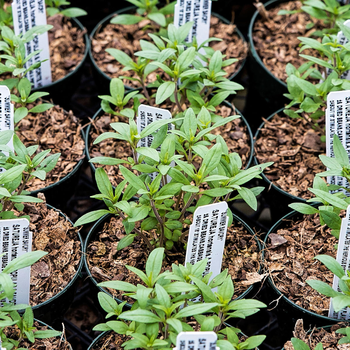 Summer Savory Seeds to Plant Heirloom Non (2 Packs)