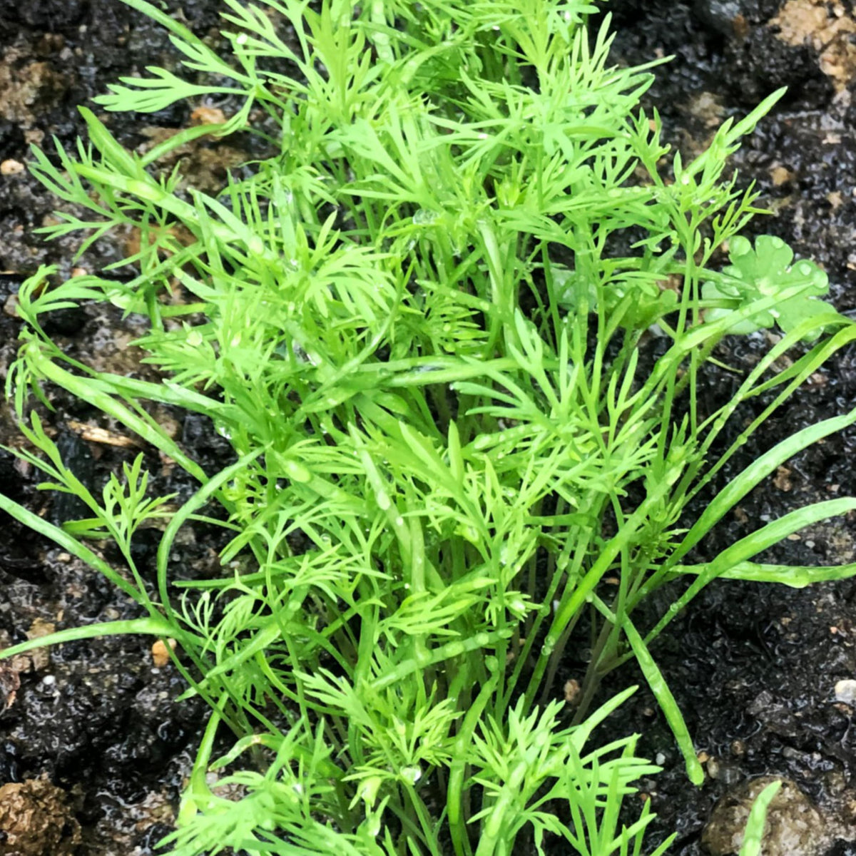 Bouquet Dill Seeds to Plant Heirloom Non (5 Packs)