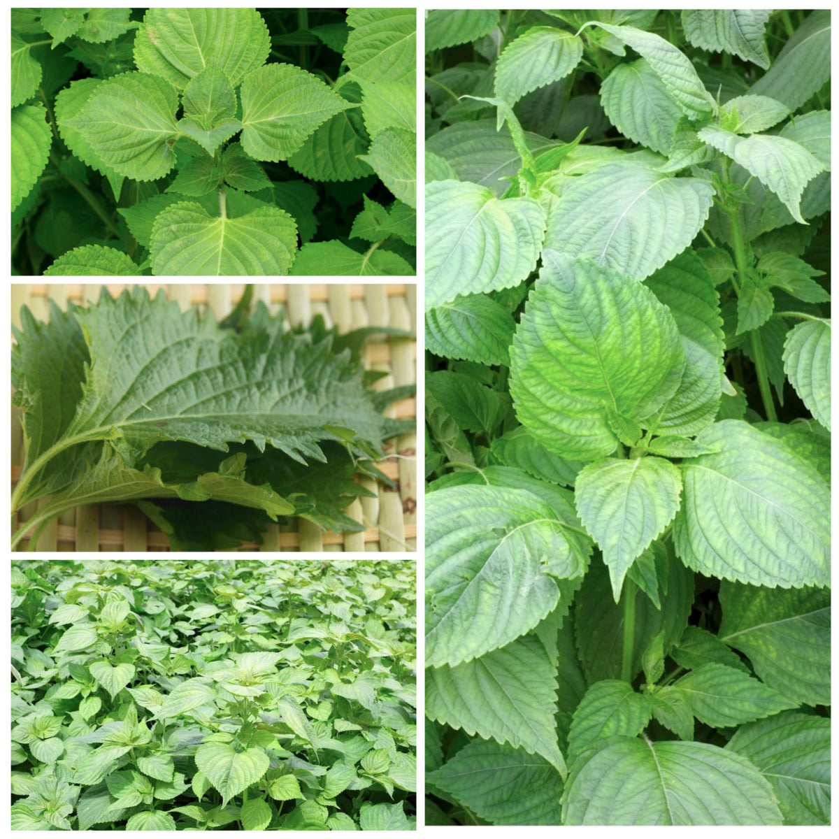 Green Shiso Seeds to Plant Heirloom Non (5 Packs)