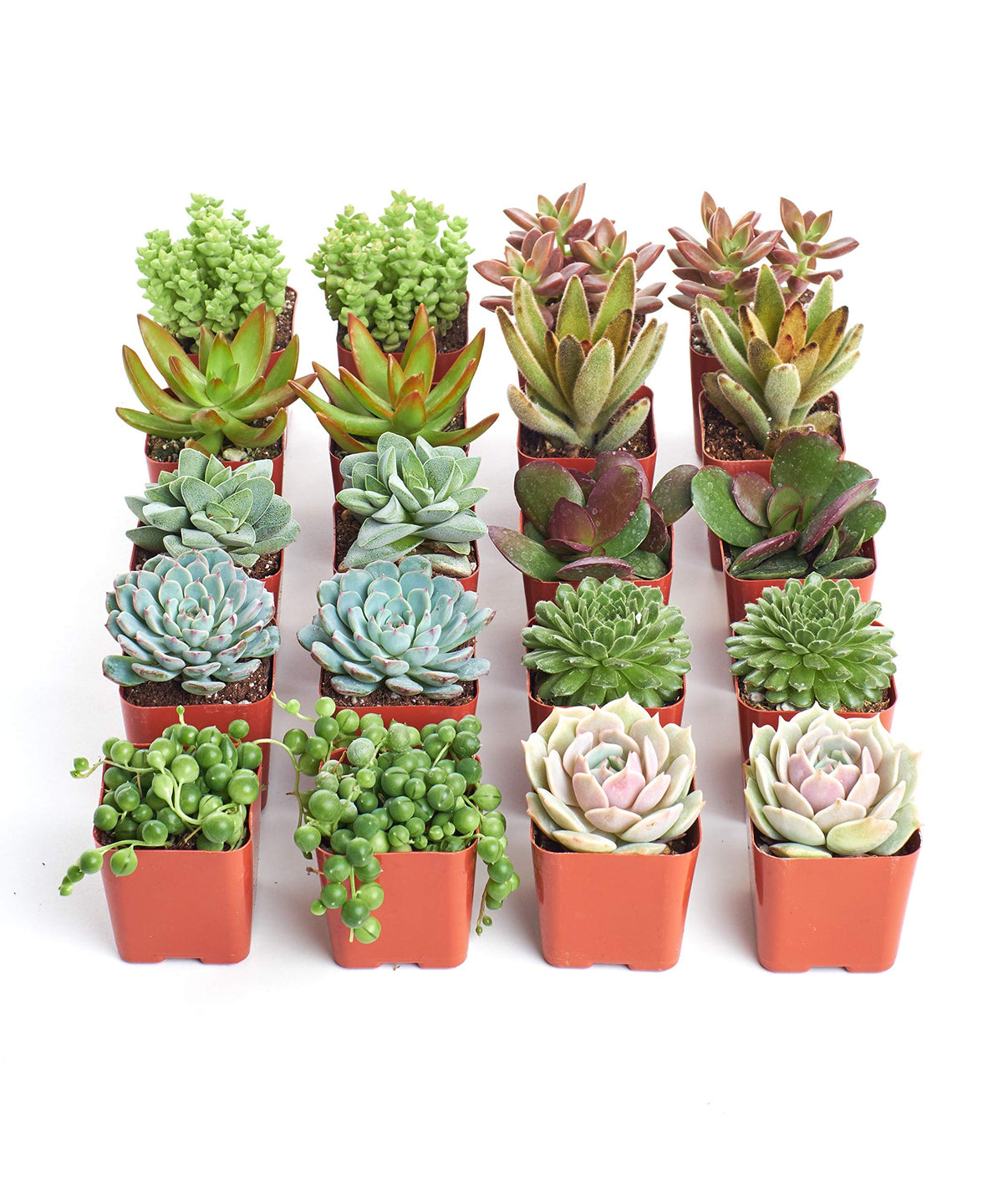 Assorted Succulent Plant Pack Collection (Assorted)