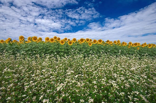 Sunflower and Buckwheat Seeds for Planting - Pollinator Wildflower Mix for Bees, Butterflies, Hummingbirds