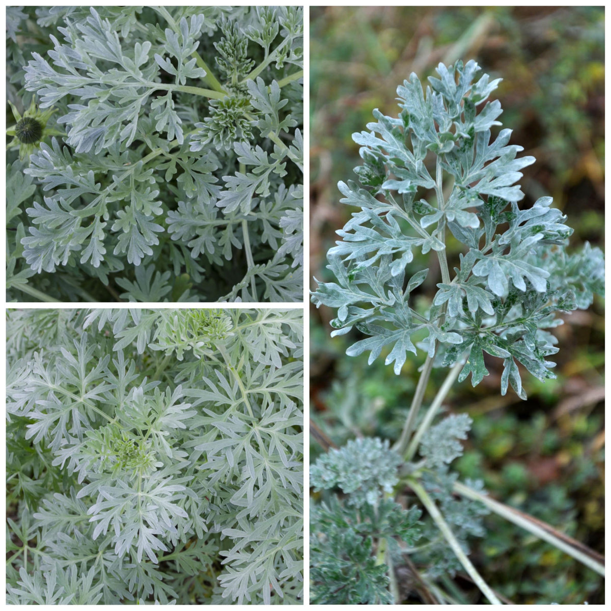 Wormwood Seeds to Plant Heirloom Non (2 Packs)