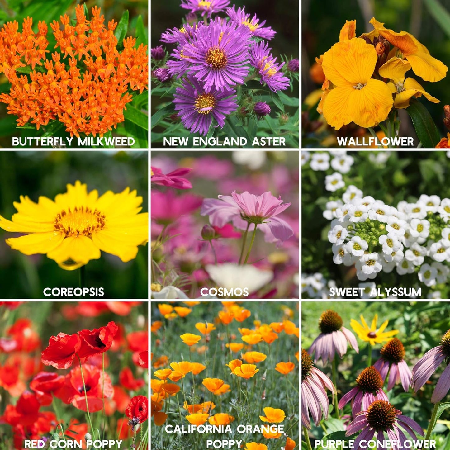 Wildflower Seeds Bulk, 2 Oz. 80,000+ Seeds – Save The Bees Mix with 19 Non-GMO Varieties – Bee Friendly & Pollinator Wildflower Seed for Planting